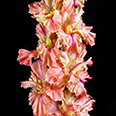 Гладиолус "Пируэт" крупноцветковый (5 шт. в упаковке)