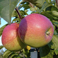 Яблоня карликовая Пластун (зимний сорт)
