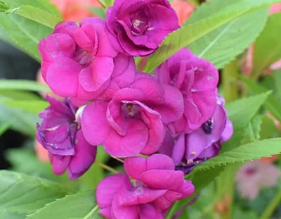 Цветок Бальзамин Сандра (0,2 гр.)