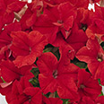 Цветок Петуния Красный Бархат F1 (гибридная) 5 шт.