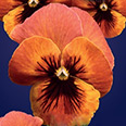 Цветок Виола Феерия F1 (5 шт.)