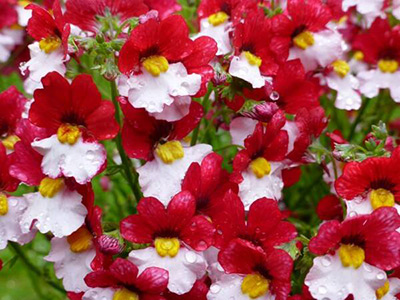 Цветок Немезия Весёлая Вдова (0,05 гр.)