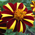 Цветок Тагетес Полосатое Чудо (0,1 гр.)