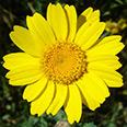 Цветок Хризантема посевная Глория (0,5 гр.)