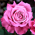 Роза Виолет Парфюм (чайно-гибридная)