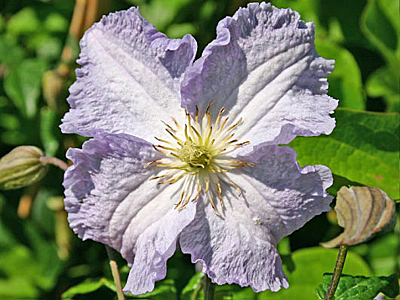 Клематис Блекитни Аниол (крупноцветковый)