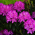Азалия японская Пурпуртраум (цветки фиолетово-красные)