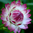 Цветок Гелихризум Королевский размер (серебр.-розовый) 0,1 гр.