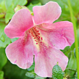 Цветок Диасция Бася нежно-розовая (0,05 гр.)