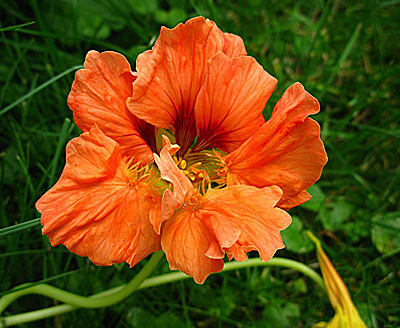 Цветок Настурция Оранжевый луч (1 гр.)