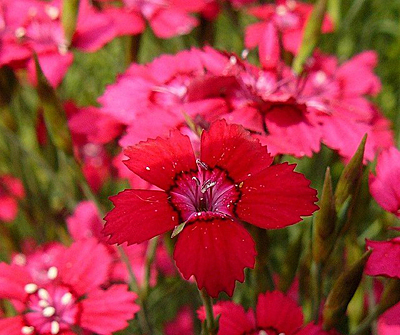 Цветок Гвоздика Рубиновые Звёзды (травянка) 0,2 гр.