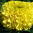 Цветок Тагетес Лимонный Принц (0,25 гр.)