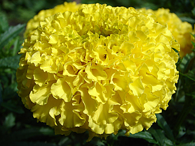 Цветок Тагетес Лимонный Принц (0,25 гр.)