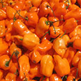 Перец Хабанеро оранжевый (супер-острый) 6 шт.