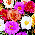 Цветок Портулак Барокко крупноцветковый (0,1 гр.)