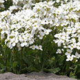 Цветок Арабис альпийский Лапландия (0,1 гр.)