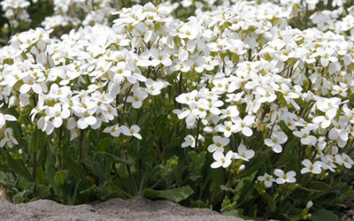 Цветок Арабис альпийский Лапландия (0,1 гр.)