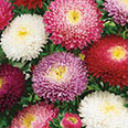Цветок Астра Букет (принцесса) смесь цветов 0,2 гр.