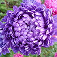 Цветок Астра Вайолеттер фиолетовая (пионовидная) 0,2 гр.