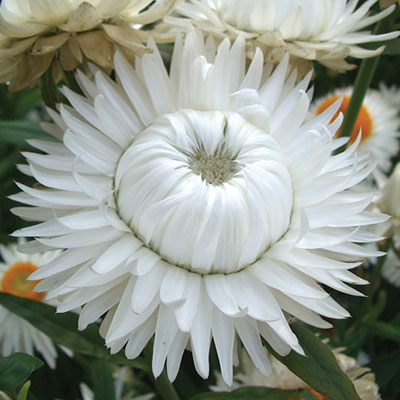 Цветок Гелихризум Льдинка (0,2 гр.)