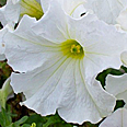Цветок Петуния Белый шар (компактная, многоцветковая) 0,1 гр.
