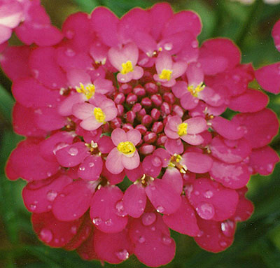 Цветок Иберис зонтичный Медонос (0,2 гр.)