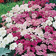 Цветок Иберис зонтичный Южный Вечерок (0,1 гр.)