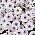 Цветок Петуния гибридная Виолетта F1 (5 шт.)