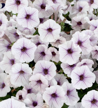 Цветок Петуния гибридная Виолетта F1 (5 шт.)