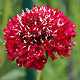 Цветок Скабиоза Янина (0,1 гр.)