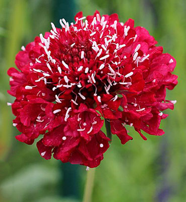 Цветок Скабиоза Янина (0,1 гр.)