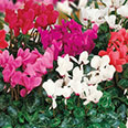 Цветок Цикламен персидский Колибри (0,05 гр.)