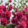 Цветок Шток-роза Королева красоты (0,1 гр.)