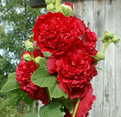 Цветок Шток-роза Красна-девица (0,1 гр.)