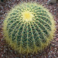 Цветок Эхинокактус Грузона (Кактус) Золотой шар (4 шт.)