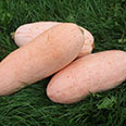 Тыква Розовый поросёнок (от 6-9 до 15 кг) 2 гр.