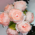 Искусственные цветы "Пионовидная Роза нежно-персиковая" (H-60 см) 1 ветка