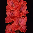 Гладиолус "Винни-Пух" крупноцветковый (5 шт. в упаковке)