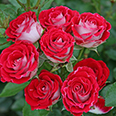 Роза спрей Руби Стар (миниатюрная)