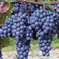 Виноград плодовый Изабелла крупноплодная (ранне-средний сорт)