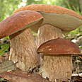 Белый гриб на компосте (60 мл.)