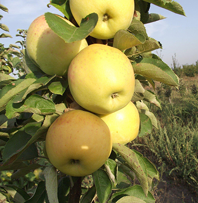 Яблоня колонновидная Сладкий Викич (осенний сорт)