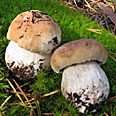 Белый гриб сосновый на компосте (60 мл.)