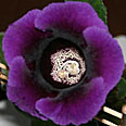 Цветок Глоксиния Аванти F1 Блу (5 шт.)