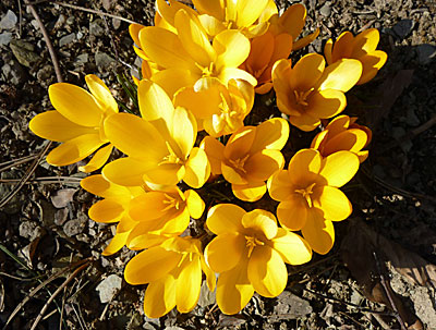Крокус крупноцветковый Жёлтый (в упаковке 10 шт.)