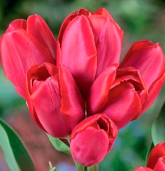 Тюльпан многоцветковый Мерри Гоу Раунд (в упаковке 10 луковиц)