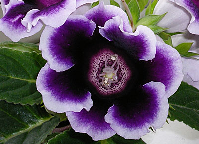 Цветок Глоксиния Аванти F1 Блу виз Вайт эдж (5 шт.)