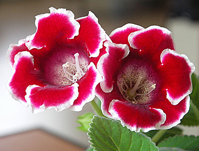 Цветок Глоксиния Аванти F1 Ред виз Вайт эдж (5 шт.)