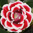Цветок Глоксиния Брокад F1 Ред Энд Вайт (махровая) 5 шт.