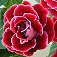 Цветок Глоксиния Брокад F1 Ред (махровая) 5 шт.